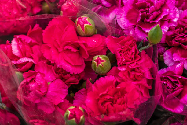 Dianthus caryophyllus(binomial name),carnation or clove pink flowers