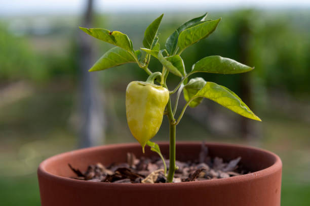 planta de pimiento verde en maceta - pepper bell pepper growth ripe fotografías e imágenes de stock