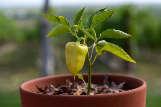 planta de pimentão verde em vaso de flores - pepper bell pepper growth ripe - fotografias e filmes do acervo