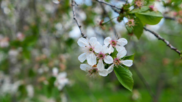 istock Beautiful sakura flowers 1419392076