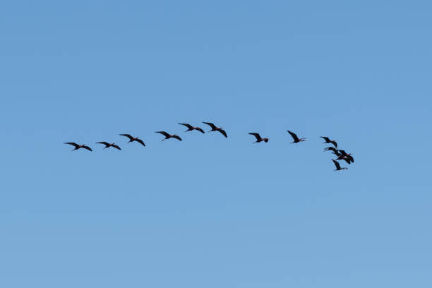 istock flock of glossy ibis during migration 1419392114