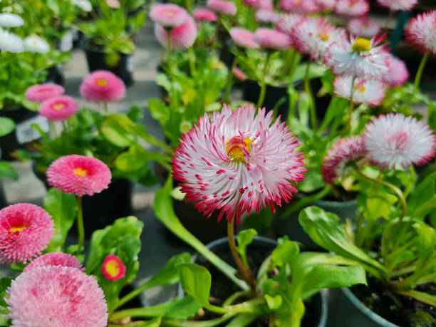 istock A beautiful daisies flowers outdoors 1419392157