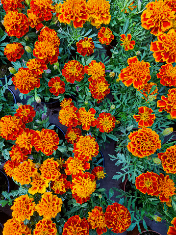 A beautiful marigold flowers outdoors Marigolds in the garden