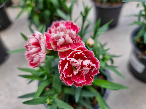 istock A beautiful carnations flowers outdoors 1419392791