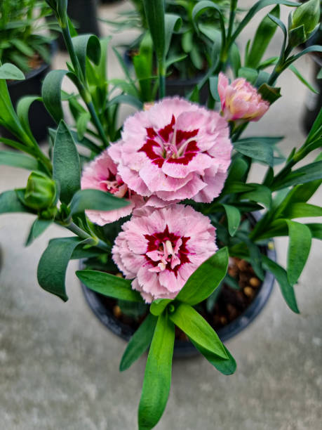 istock A beautiful carnations flowers outdoors 1419392807