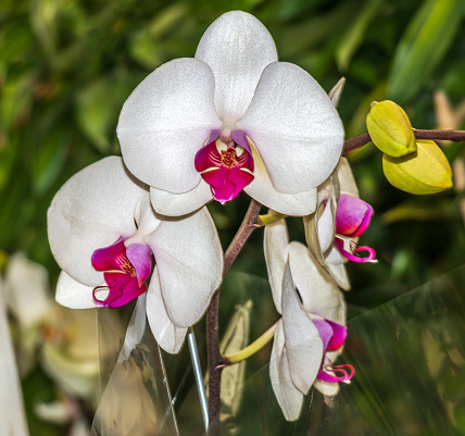 Phalaenopsis amabilis(binomial name ), the moon orchid or moth orchid and as anggrek bulan flowers