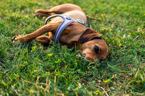 istock dachshund dog is resting on the grass. 1419393008