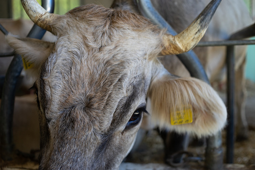 close-up of a cow in the stable