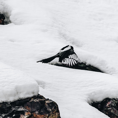 The Eurasian magpie or common magpie (Pica pica) wings movement in winter