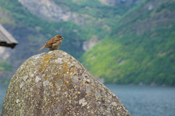 istock small bird watching the sea 1419394323