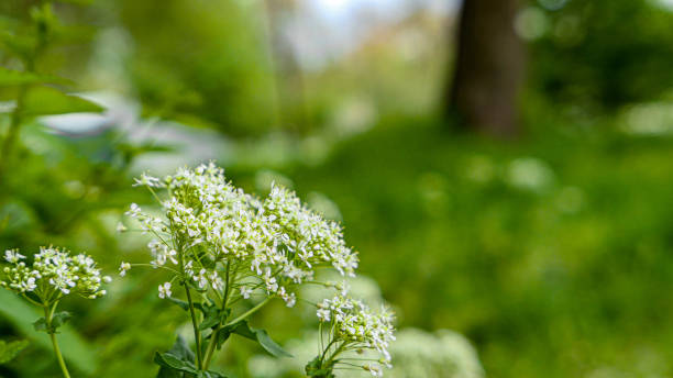 istock Beautiful flowers in the garden 1419398023