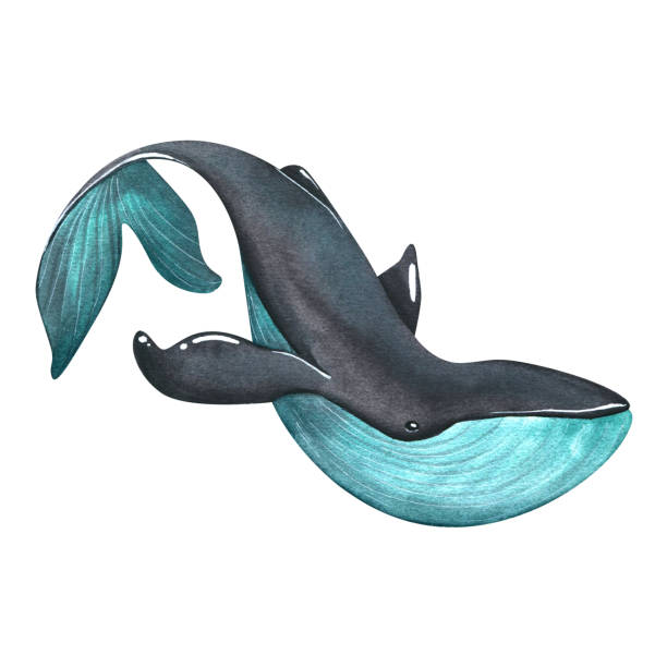 istock A big blue and black whale. Watercolor illustration. An isolated object from a large set of WHALES. For decoration and design, composition of marine, beach prints. logo, postcards, posters, stickers 1419398055