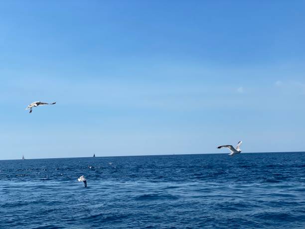 istock Seagulls fly over blue sea 1419398213