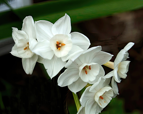 White Daffodils aka Jonquils flower closeup in a garden setting.