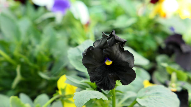 istock A beautiful pansy flowers outdoors 1419398732