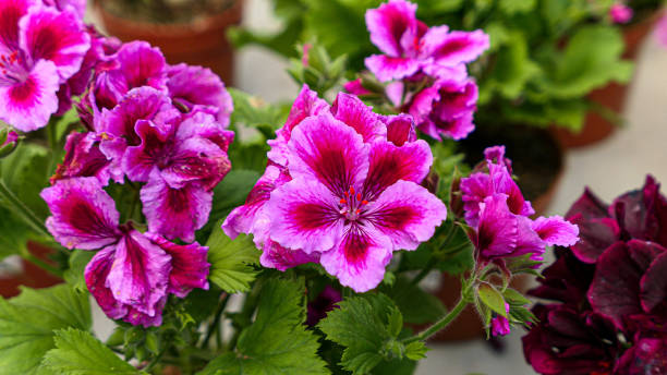 istock A beautiful geraniums flowers outdoors 1419398772