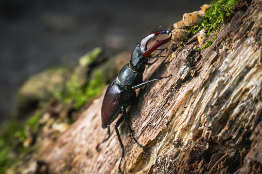 Male stag beetle Lucanus cervus sitting on a tree stump in the forest.