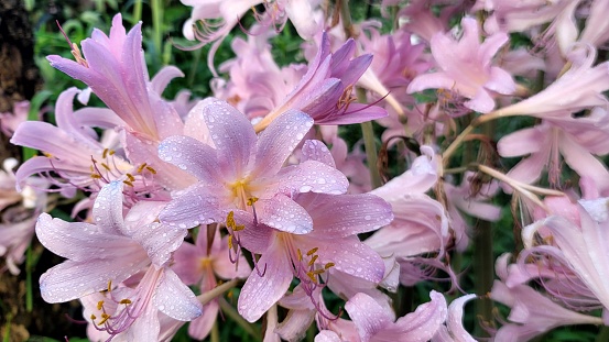 Gobongsan Blossoms