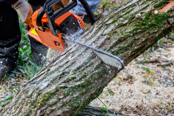 istock Following a violent storm, a municipal worker cuts down a broken tree 1419400354