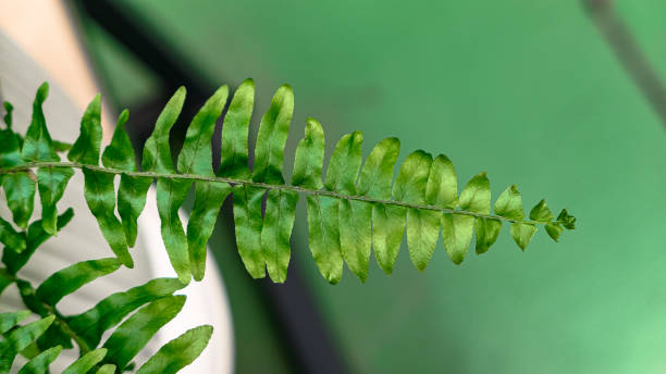 istock Fern leaves green foliage 1419400452
