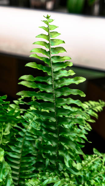 istock Fern leaves green foliage 1419400468