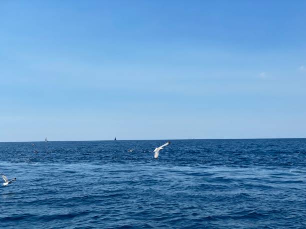istock Seagulls fly over blue sea 1419401929