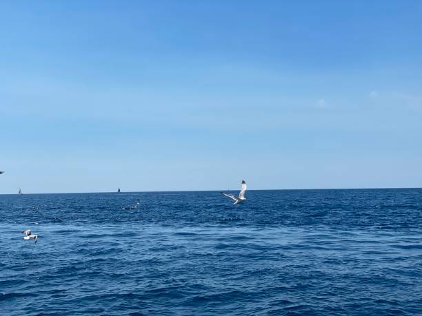 istock Seagulls fly over blue sea 1419402348