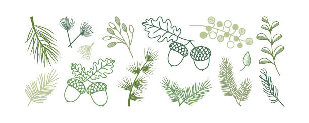 ilustrações, clipart, desenhos animados e ícones de pinheiro de natal e abeto, árvore de galho de folha, amora de inverno, acorn, planta sempre verde, ícone vetor de galho de cedro, madeira de ano novo, decoração de natal. elemento desenhado à mão da linha de natal. ilustração da natureza - pine tree evergreen tree backgrounds needle