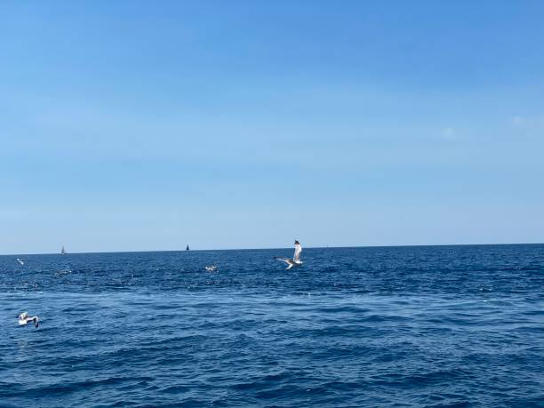istock Seagulls fly over blue sea 1419404168