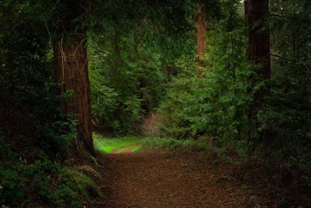 лес в санта-крус калифорния - woodland trail woods forest footpath стоковые фото и изображения