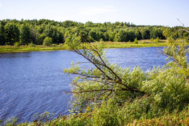 istock River and trees.Natural landscape summer river in the forest. 1419404732