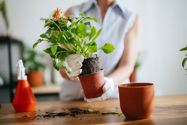 Anonymous Woman Repotting a Plant Close up shot of an anonymous woman holding a plant and pulling it out from an old plastic pot ready to repot it into the new ceramic one. She is wearing white gardening gloves. green fingers stock pictures, royalty-free photos & images