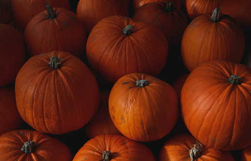 Holiday season background of orange colors pile of Autumn harvest pumpkins for Halloween and Thanksgiving background