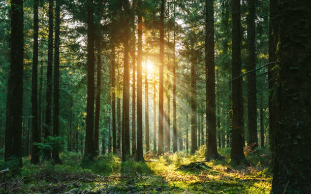 silent forest in spring with beautiful bright sun rays - forest stockfoto's en -beelden