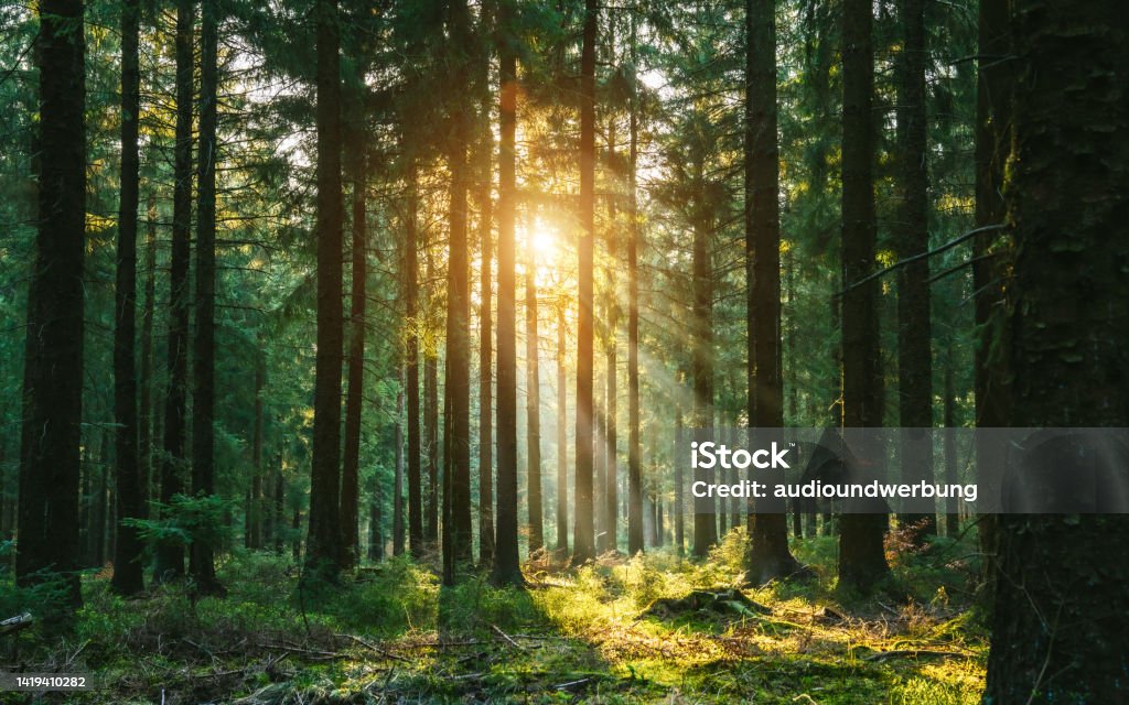 Silent Forest in spring with beautiful bright sun rays Silent Forest in spring with beautiful bright sun rays - wanderlust Forest Stock Photo