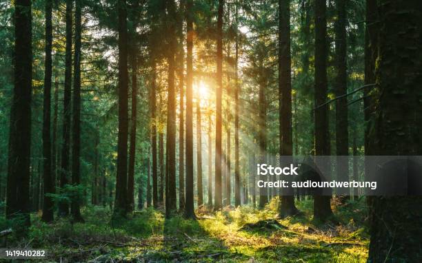 Silent Forest In Spring With Beautiful Bright Sun Rays Stock Photo - Download Image Now