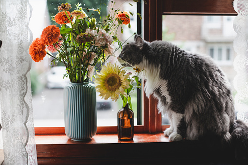 domestic cat, flower, bouquet, domestic room