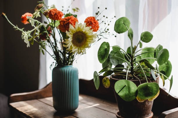 flower, bouquet, pilea, potted plant