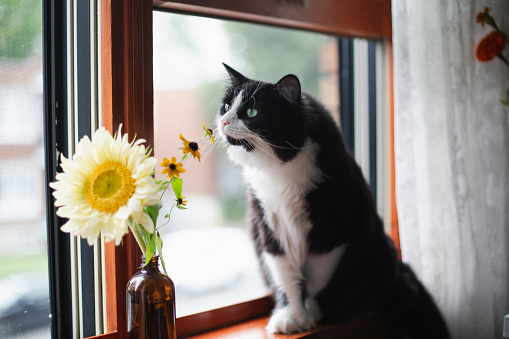 domestic cat, flower, bouquet, domestic room