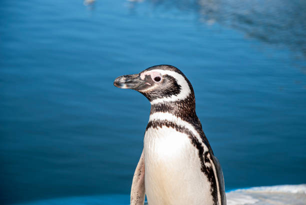 istock The Magellanic penguin (Spheniscus magellanicus) 1419411568