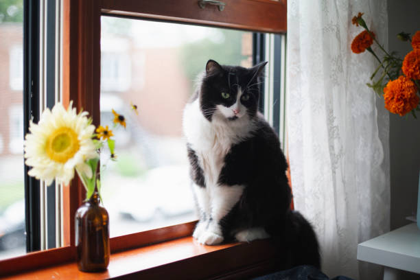 istock A cat and flowers on a window sill 1419411703