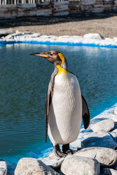 King penguin (Aptenodytes patagonicus) stock photo