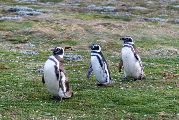 The Magellanic penguin (Spheniscus magellanicus) stock photo
