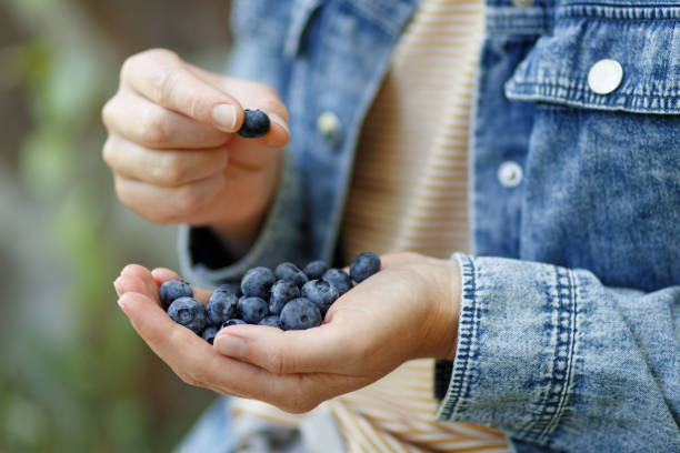 istock Fresh blueberries in a handful, summer food. 1419412274