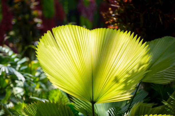 gros plan feuille de palmier au soleil, fond avec copie sapce - chlorophyll striped leaf natural pattern photos et images de collection