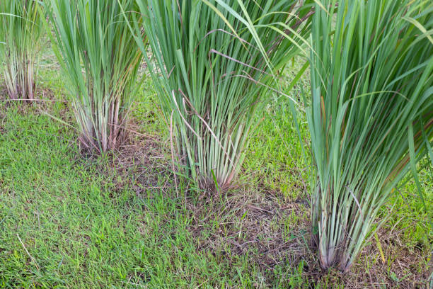 istock Lemongrass clump in the garden 1419412935
