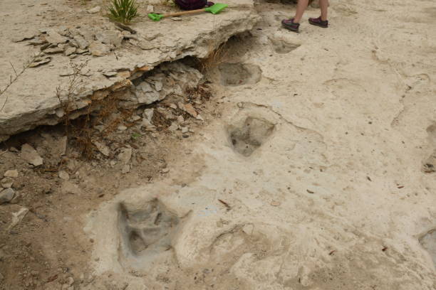 istock Dinosaurs Footprints in Glen Rose, Texas Part V 1419413544