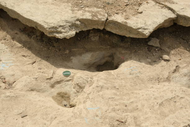 istock Dinosaurs Footprints in Glen Rose, Texas Part V 1419413551