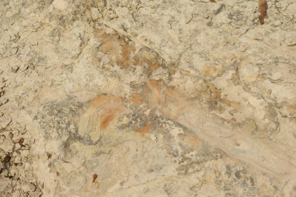 istock Dinosaurs Footprints in Glen Rose, Texas Part V 1419413571