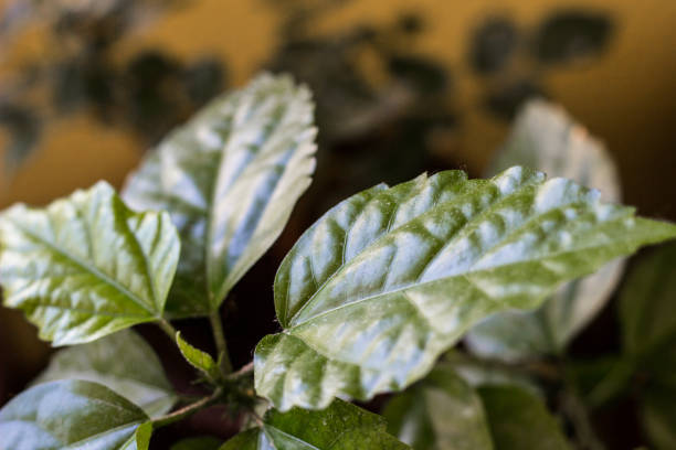 istock Hibiscus fresh leaves 1419413646